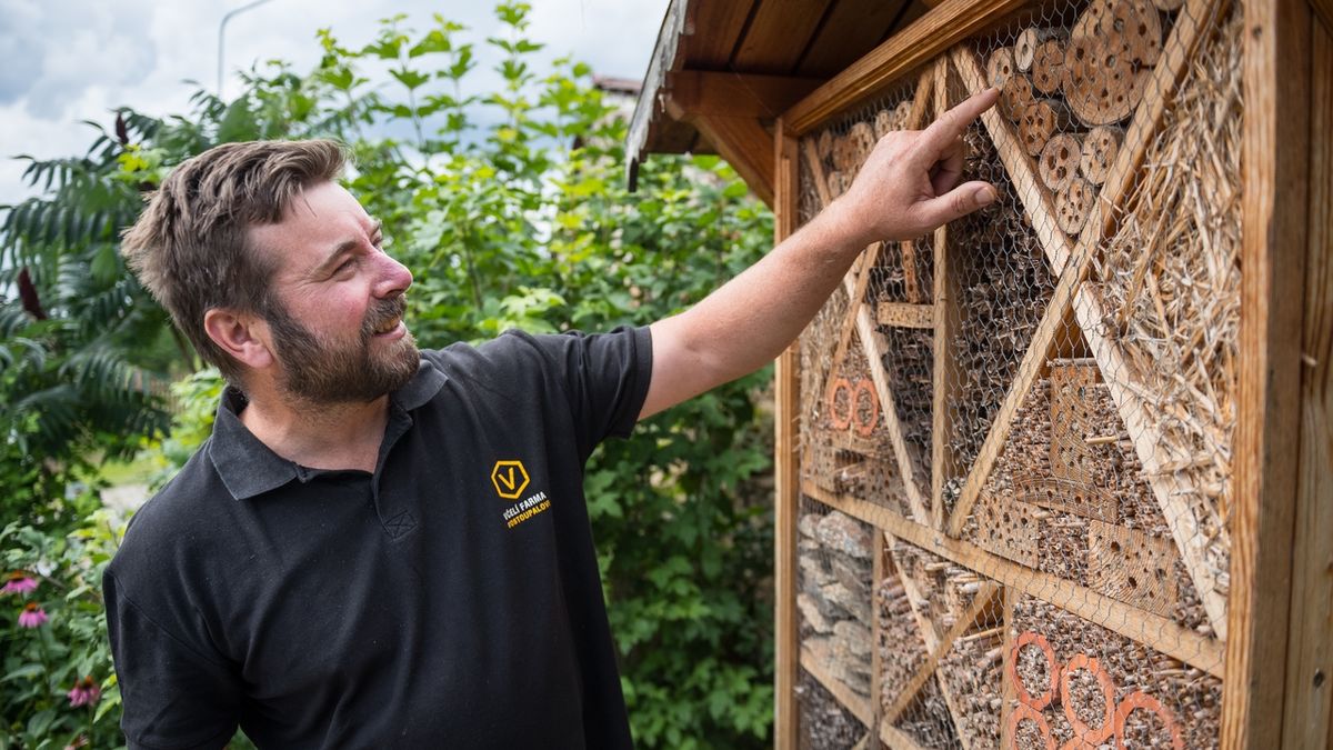 Novým hitem včelařů jsou medová lízátka